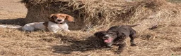 Cocker Spaniel dogs for sale: Stunning working cocker spaniels  - Advert 20