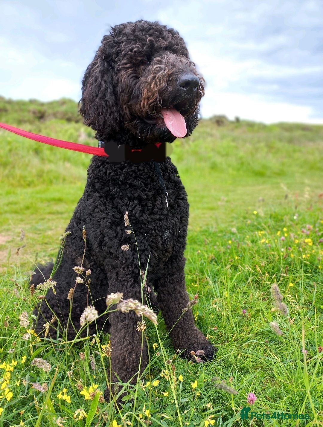 Labradoodle dogs F1B Standard Labradoodle  - Advert 1