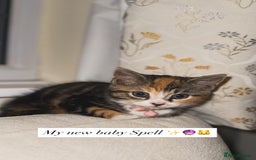 Domestic Shorthair cats for sale: Mixed Kitten female  - Image 7