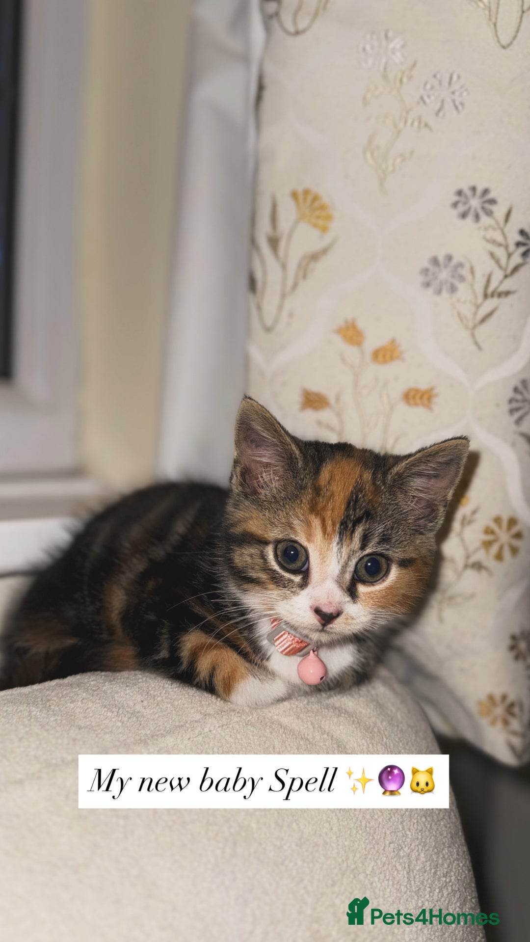 Domestic Shorthair cats for sale: Mixed Kitten female  - Image 7