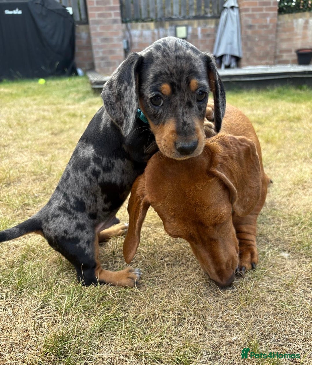 Miniature Dachshund dogs for sale: Almost ready to leave!Amazing Miniature Dachshunds in Doncaster - Image 7