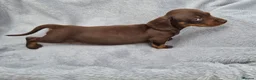 Miniature Dachshund dogs for sale: Gorgeous KC Reg, PRA Clear miniature dachshunds - Advert 5