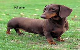 Dachshund dogs for sale: Standard Dachshund Show-quality Puppies - Image 25