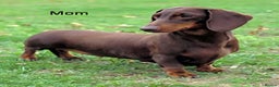 Dachshund dogs for sale: Standard Dachshund Show-quality Puppies - Advert 7