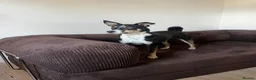Mixed Breed dogs for adoption: PEPPER 🌶️ - Advert 4