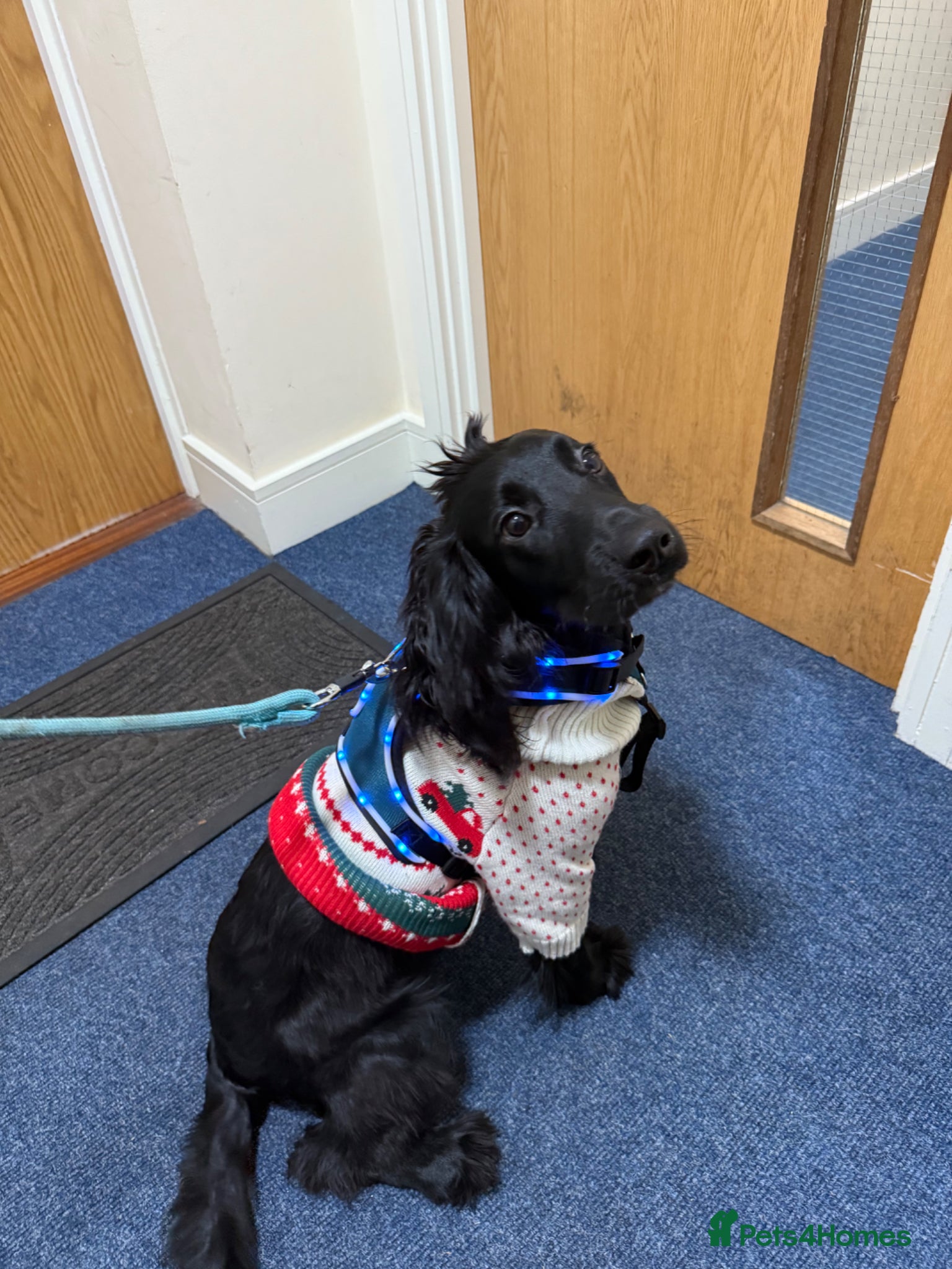 Cocker Spaniel dogs Hi! I’m Kobu - Advert 2