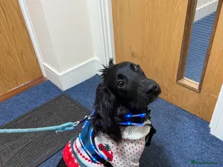 Cocker Spaniel dogs Hi! I’m Kobu - Advert 18