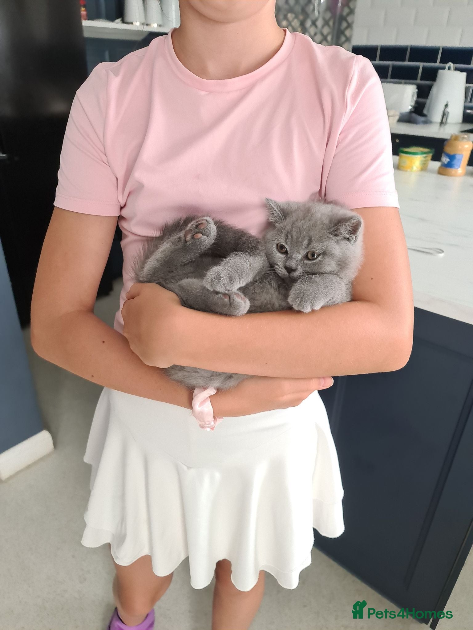 British Shorthair cats  *READY NOW* Last boy-British-shorthair kittens  - Advert 3