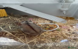 Hamster rodents for sale: offers. full setup etc 3 russian dwarf hamsters  - Image 2