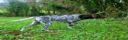 German Shorthaired Pointer dogs for stud: Stunning Proven German shorthaired pointer  in Shrewsbury - Advert 2