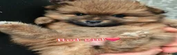 Pomeranian dogs for sale: 🐾 Beautiful Pomeranian Puppies🐾❤️ - Advert 11