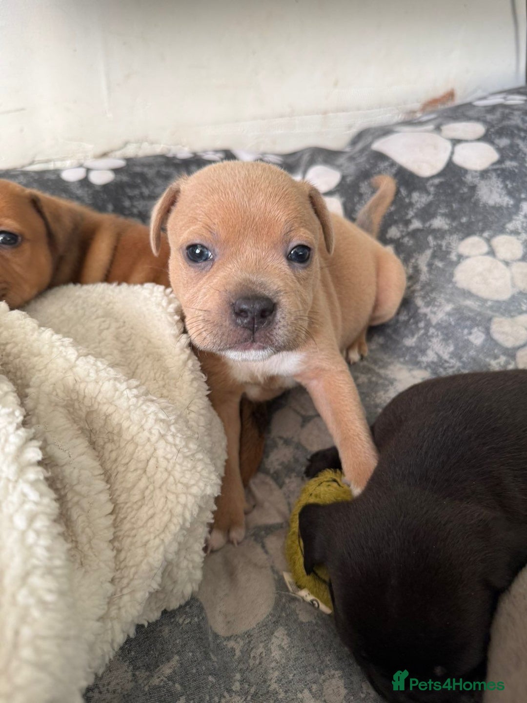 Staffordshire Bull Terrier dogs for sale: Staffordshire Bull Terrier Puppies – Rare colours - Image 5