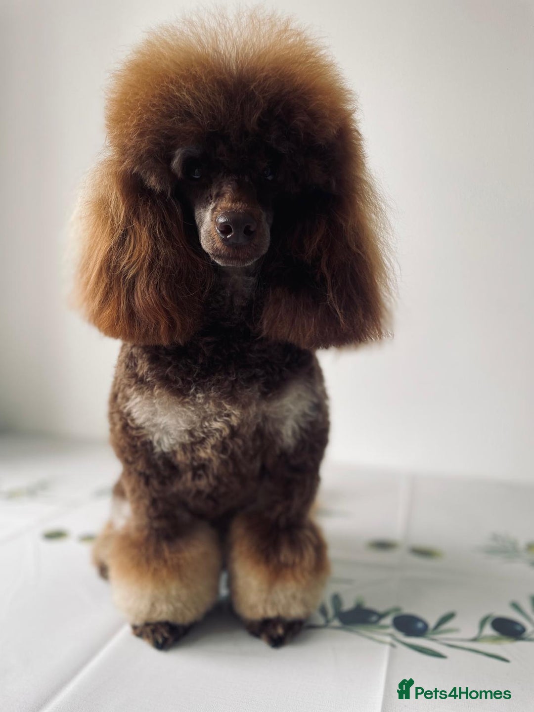 Toy Poodle dogs for stud: ***Kc chocolate phantom none fading *** in Retford - Image 11