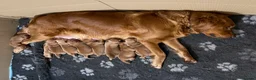 Golden Retriever dogs for stud: Proven Golden Retreiver for stud  in Hassocks - Advert 30
