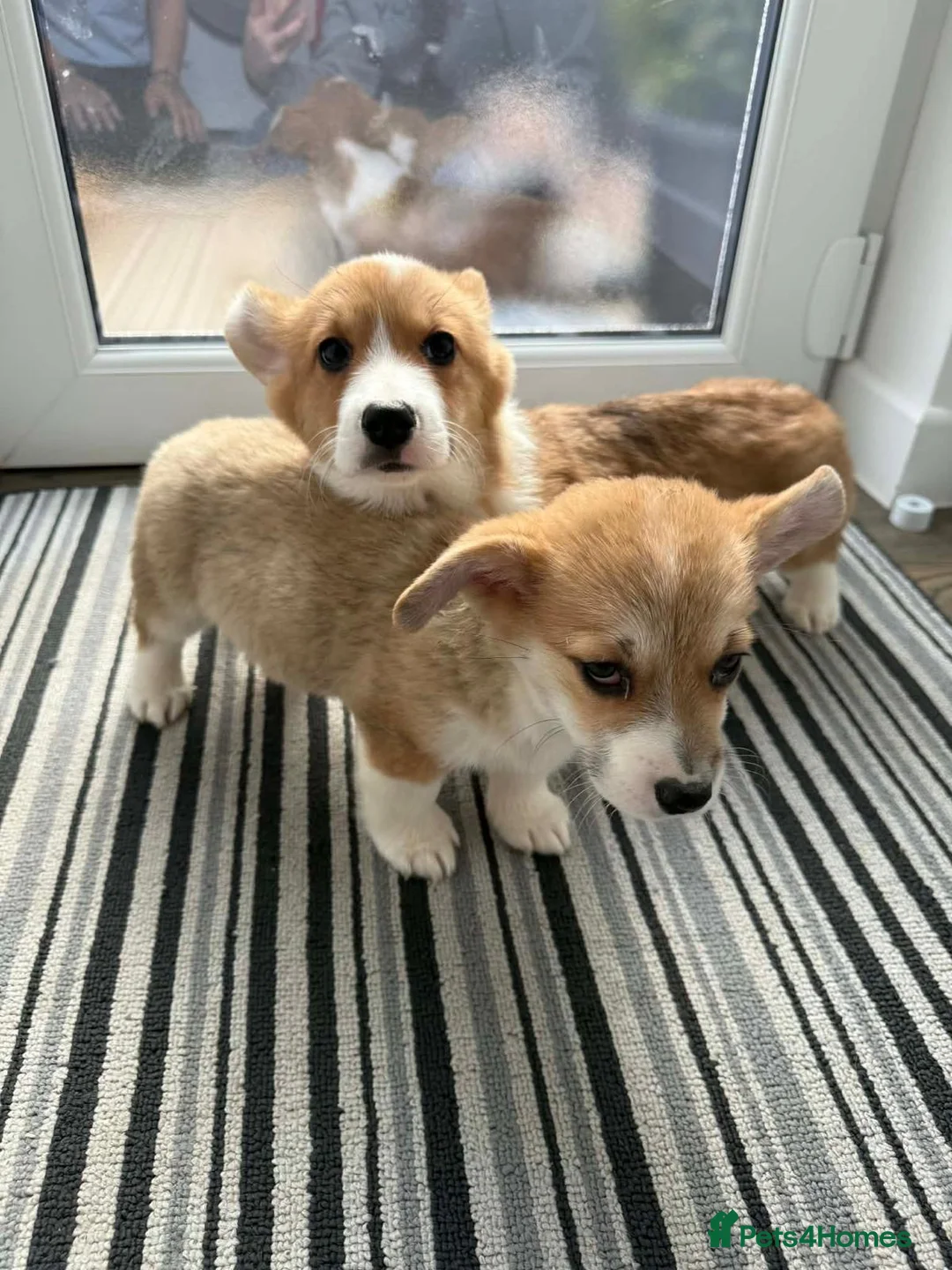 Welsh Corgi Pembroke dogs for sale: Corgi puppys in Cupar - Advert 6