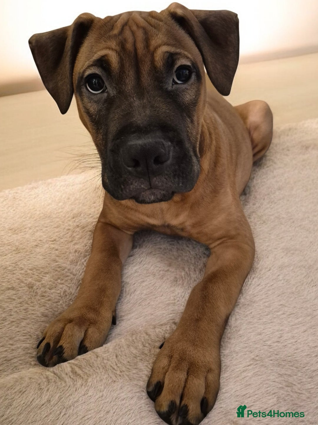 Mixed Breed dogs for sale: Bullmastiff x puppies 🐶  - Advert 19