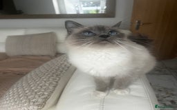 Ragdoll cats for sale: Ragdolls - Image 7