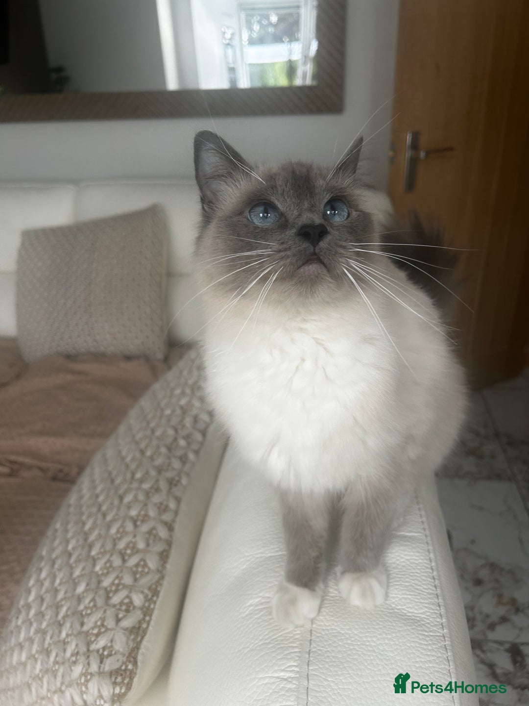 Ragdoll cats for sale: Ragdolls - Image 7