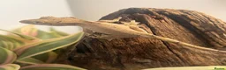 Gecko reptiles for sale: Crested Gecko Babies | Dalmatian & Lily White  - Advert 4