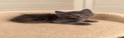 Ragdoll cats for sale: 2 x male half ragdolls  - Advert 1
