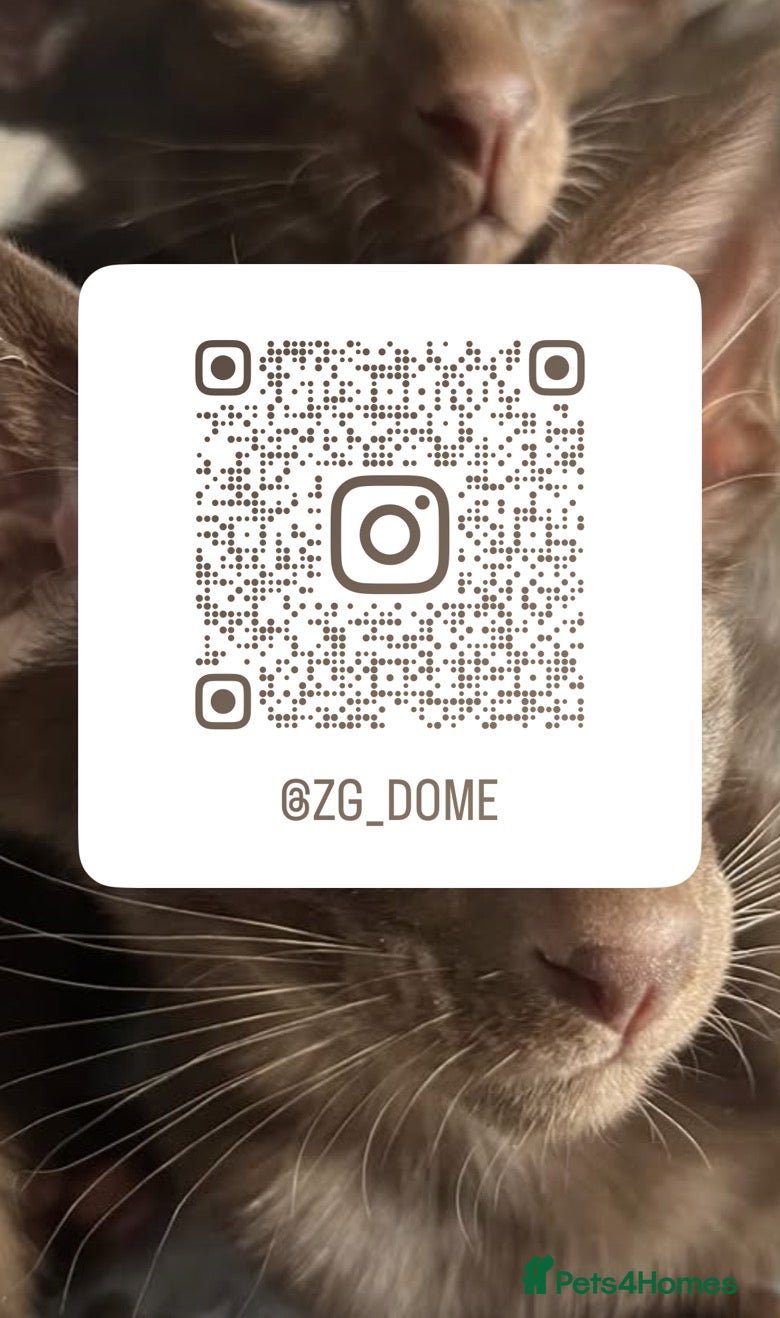 Oriental cats for sale: Supreme pedigree GCCF registered oriental kittens - Advert 30