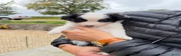 Border Collie dogs for sale: Border collie pups for sale  - Advert 6