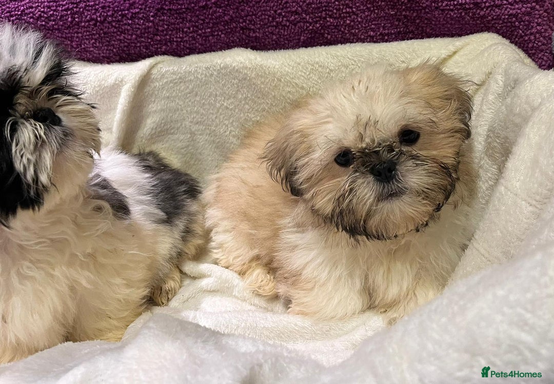 Shih Tzu dogs for sale: Shih Tzu puppy's - Advert 4