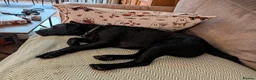 Mixed Breed dogs for adoption: 💙🐶 JAKE -LOVING 2 yo PATTERDALE CROSS BOY in Telford - Advert 18
