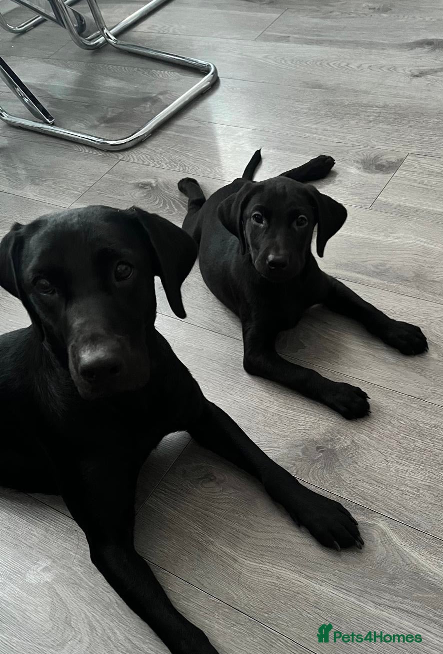 Labrador Retriever dogs 1 Girl left! Beautiful KC Labrador Puppies - Advert 2