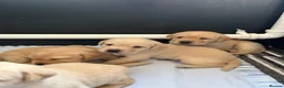 Labrador Retriever dogs for sale: KC Registered Yellow Labrador Puppies - Advert 6
