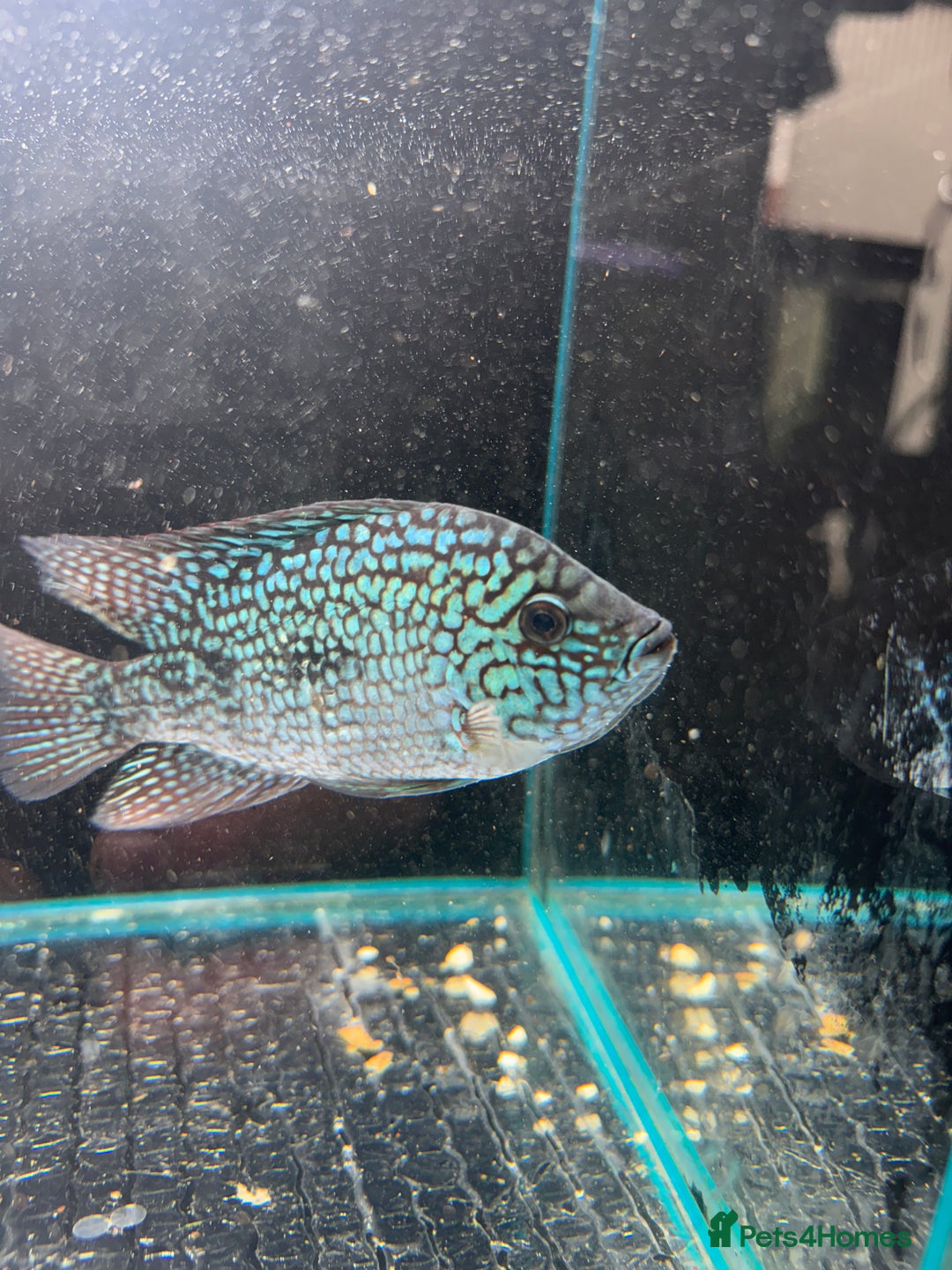 Cichlids fish for sale: Crystal parrot & srt - Advert 11