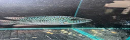 Cichlids fish for sale: Thai imports Crystal parrot & srt (Cheshire) - Advert 11