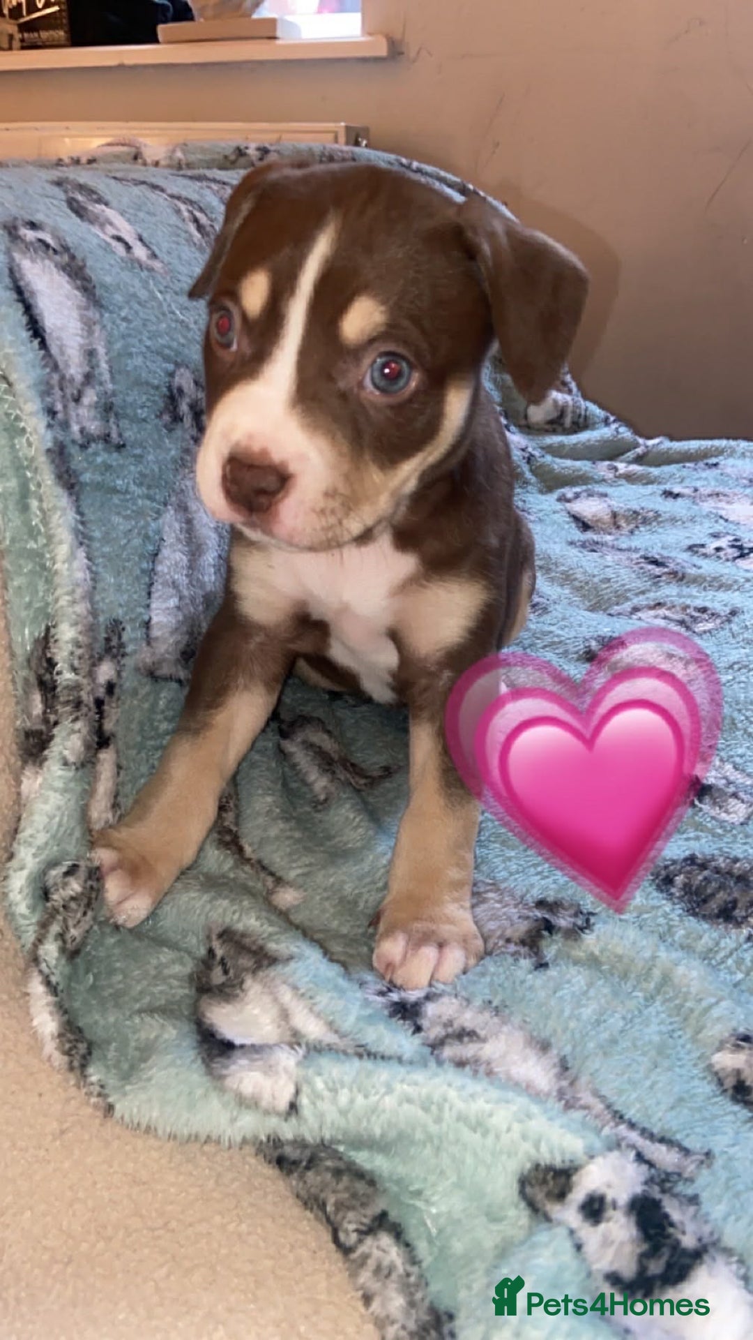 Mixed Breed dogs for sale: Staffy cross puppies  - Advert 3