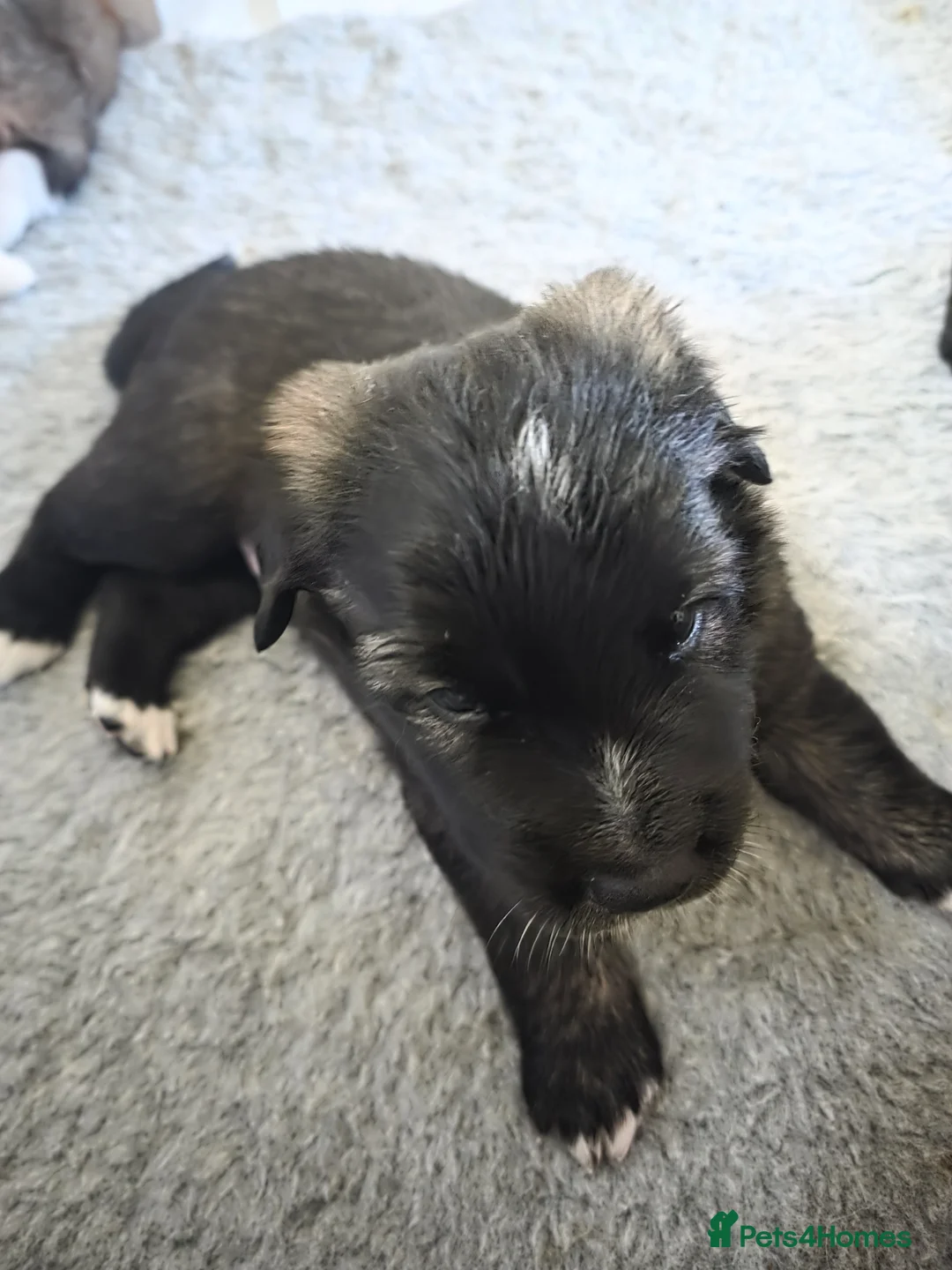 Mixed Breed dogs for sale: Beautiful saint bernard akita mix puppies - Advert 16