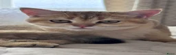 British Shorthair cats for sale: GCCF BSH READY FOR NEW HOME GOLD AND BLUE KITTENS - Advert 5