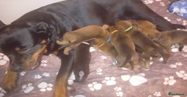 Mixed Breed dogs - Advert 5