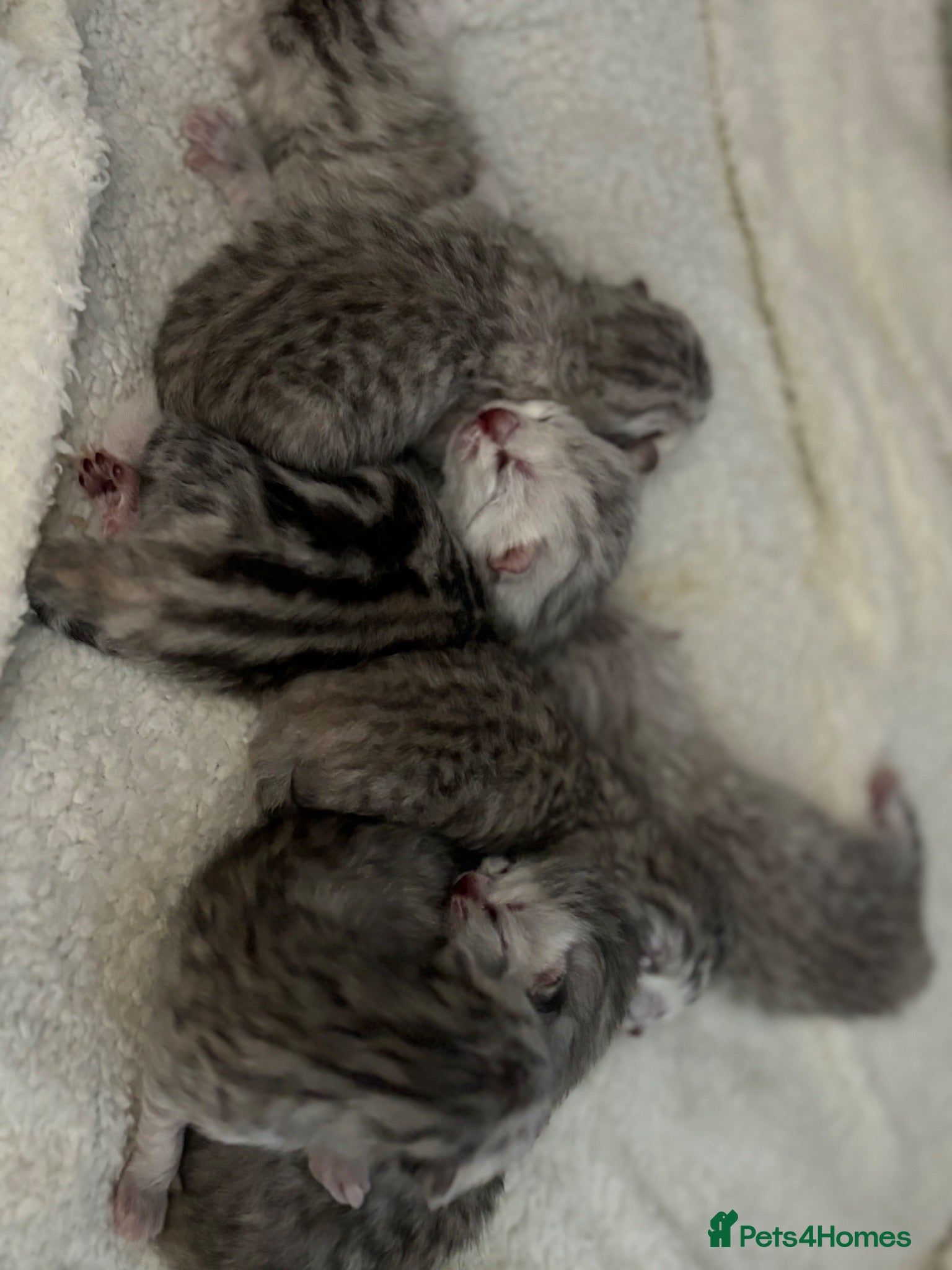British Shorthair cats Stunning Snow Spot Kittens  - Advert 2