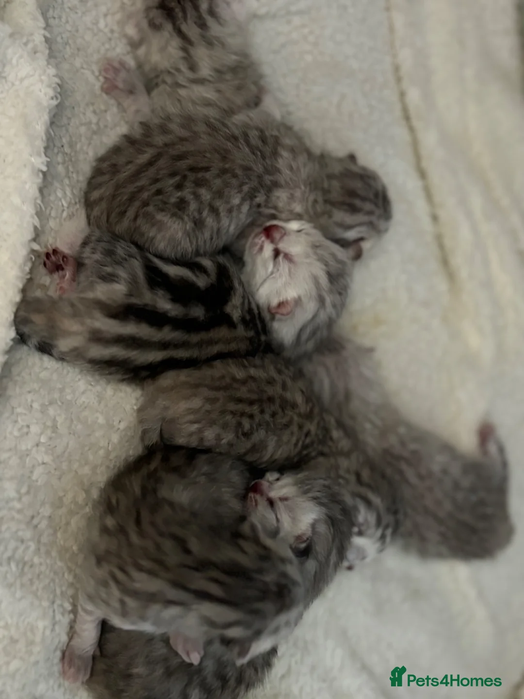 British Shorthair cats for sale: Stunning Snow Spot Kittens  - Advert 2