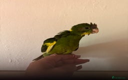 Parakeets birds for sale: Hand reared Kakariki  - Image 4