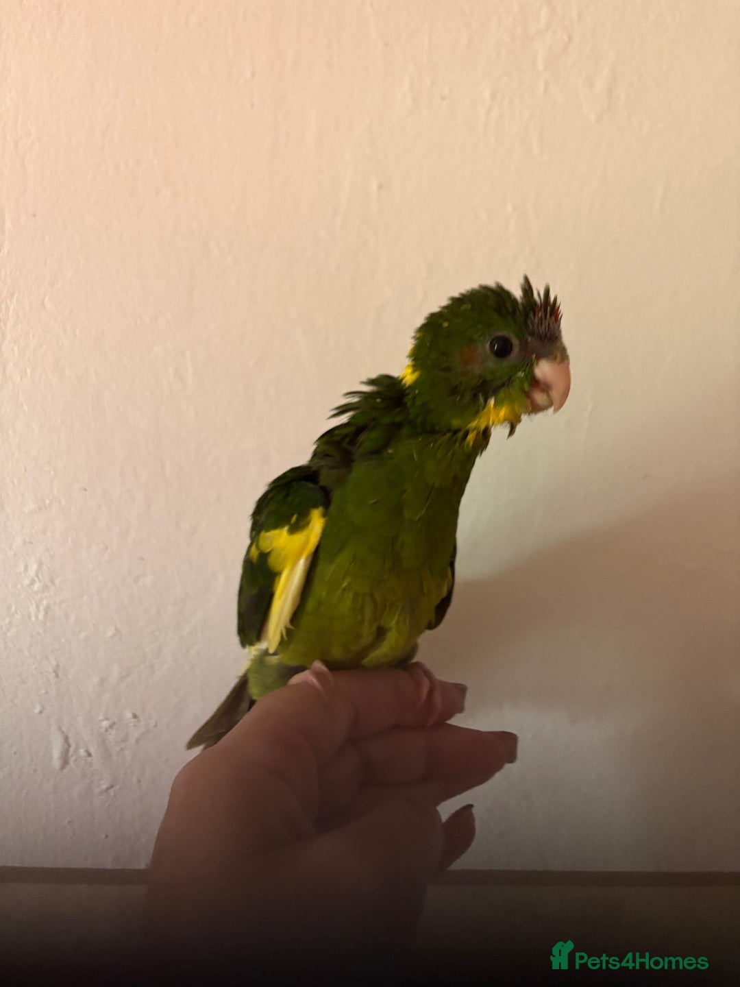 Parakeets birds for sale: Hand reared Kakariki  - Image 4