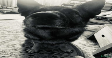 German Shepherd dogs Playful Smart German Shepherd Needs Home - Advert 7