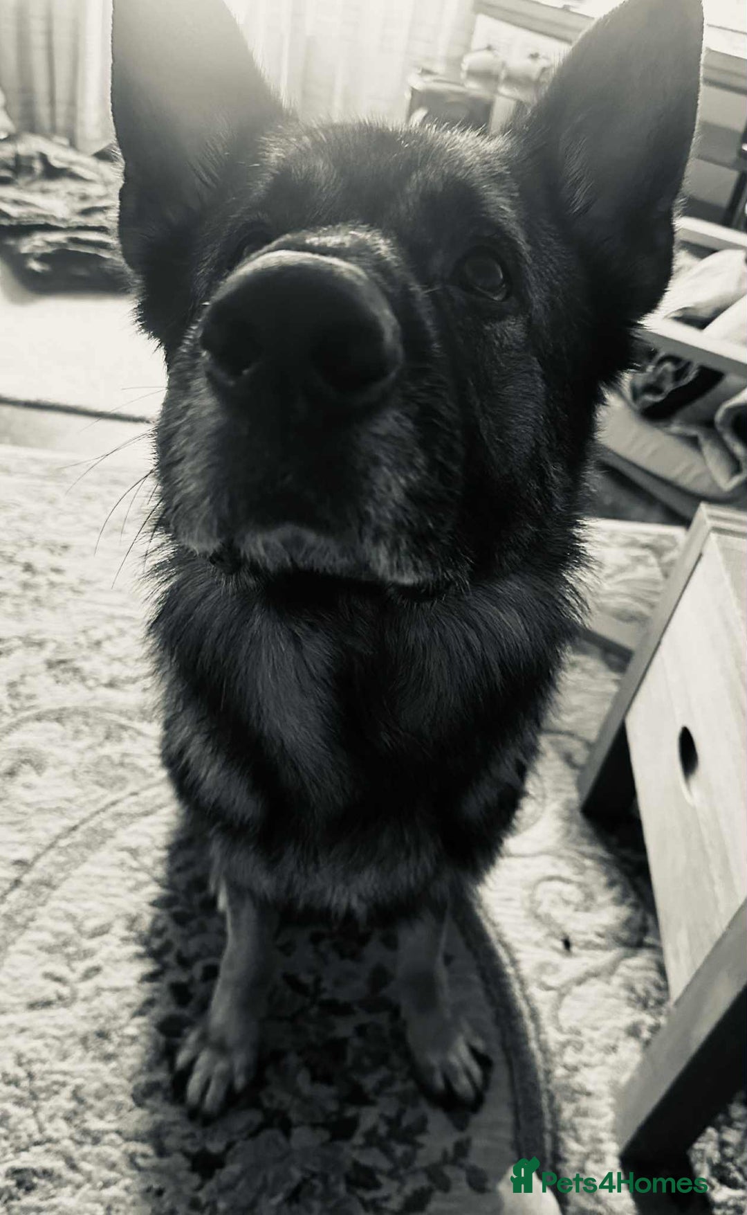 German Shepherd dogs for sale: Playful Smart German Shepherd Needs Home - Advert 3