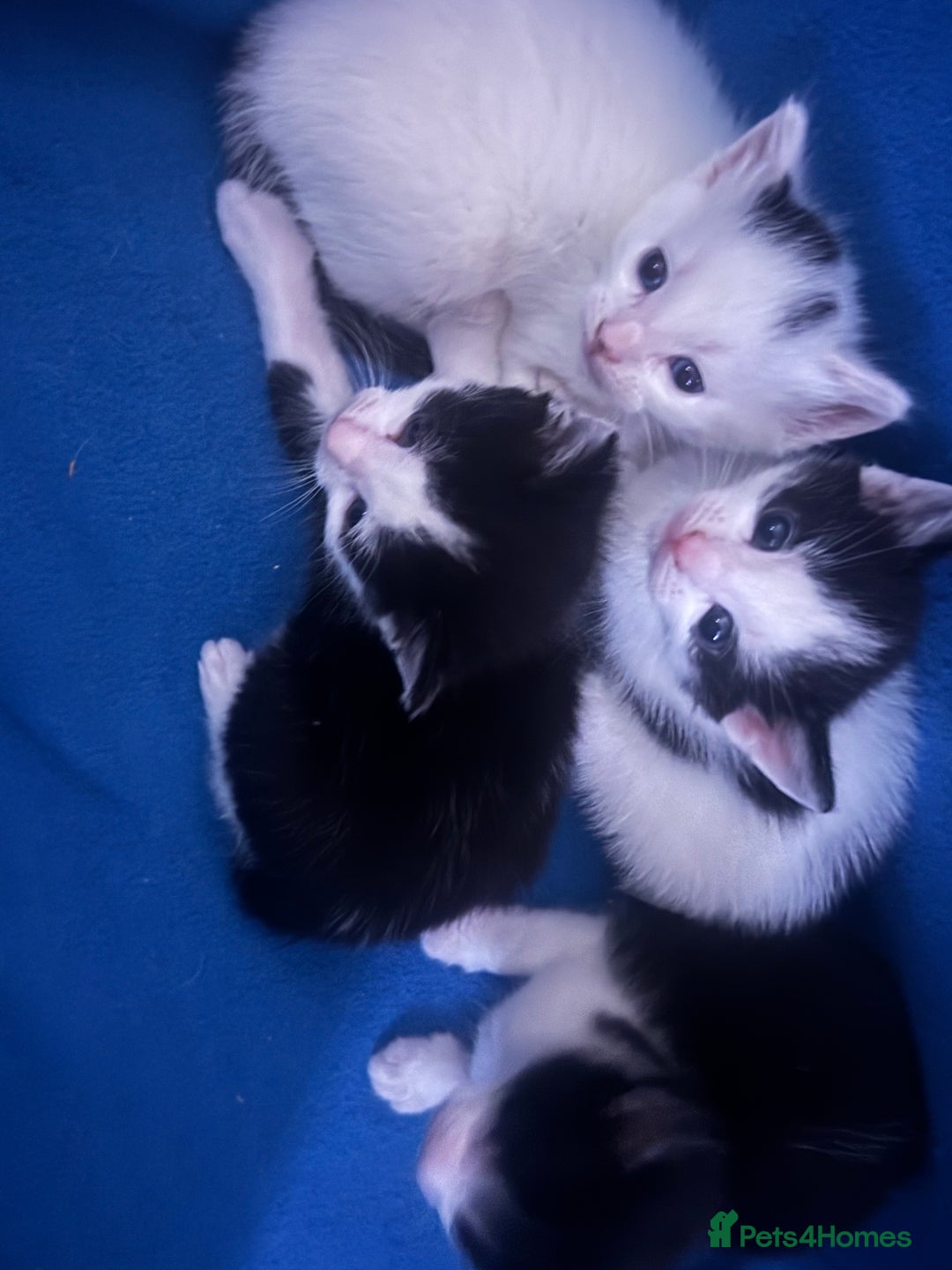 Mixed Breed cats for sale: 4 MIXED BREED KITTENS  - Image 4