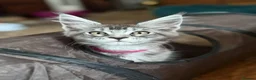 Maine Coon cats for sale: TICA-Registered Silver Maine Coon Kittens - Advert 27