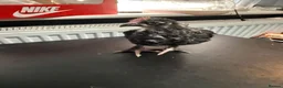Chickens poultry for sale: Multi coloured mixed breed hybrid chicks  - Advert 22