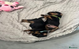 Yorkshire Terrier dogs for sale: Mini Yorkshire Terrier, blue skin tan - Image 15