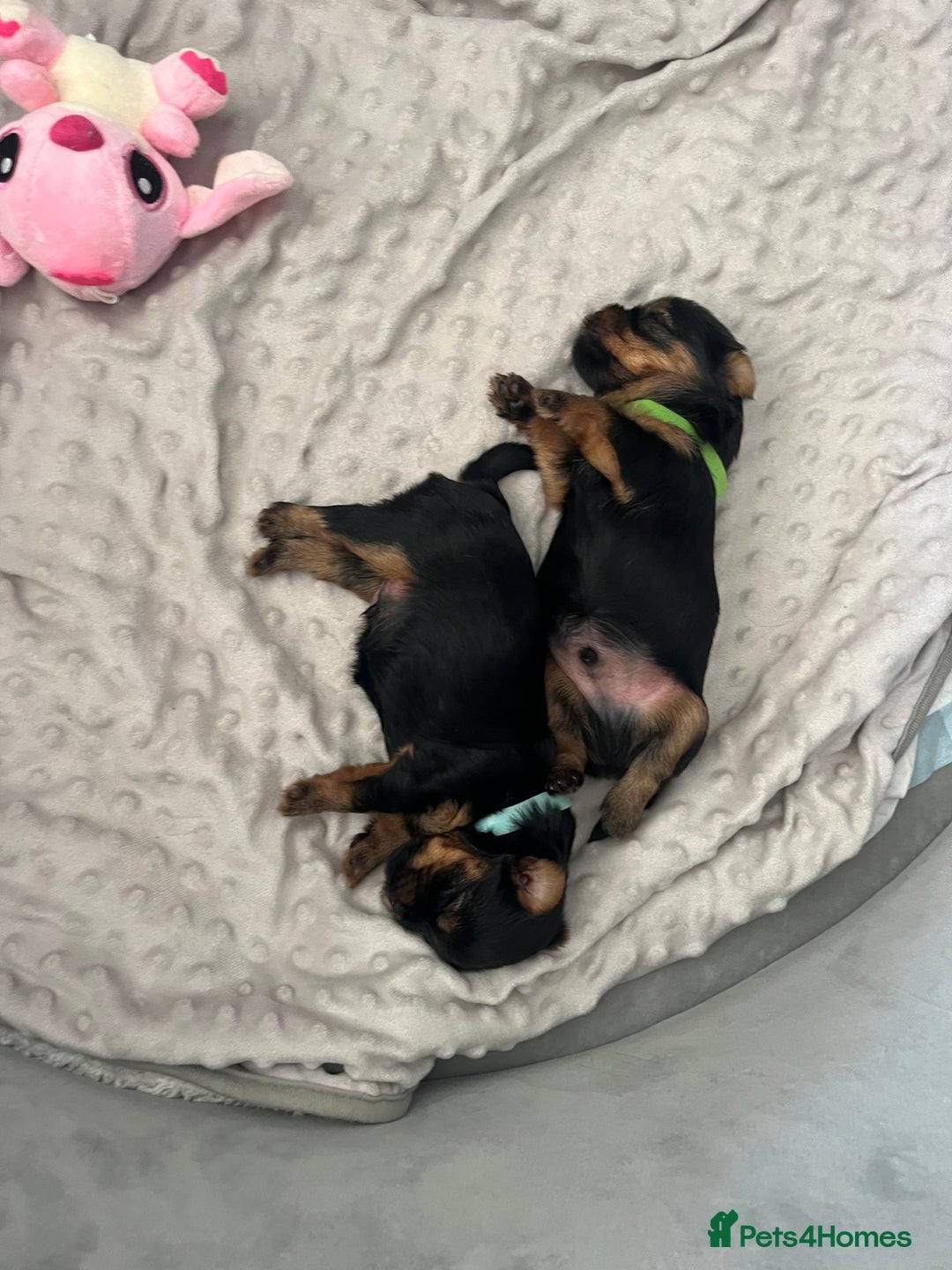 Yorkshire Terrier dogs for sale: Mini Yorkshire Terrier, blue skin tan - Image 15