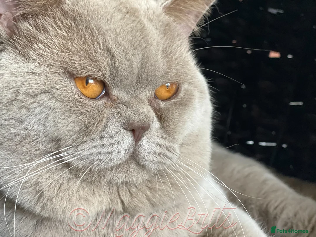 British Shorthair cats for stud: Championline Lilac Stud in Northolt - Advert 11