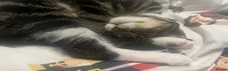 Mixed Breed cats for sale: Tabby Male  in Northampton - Advert 3