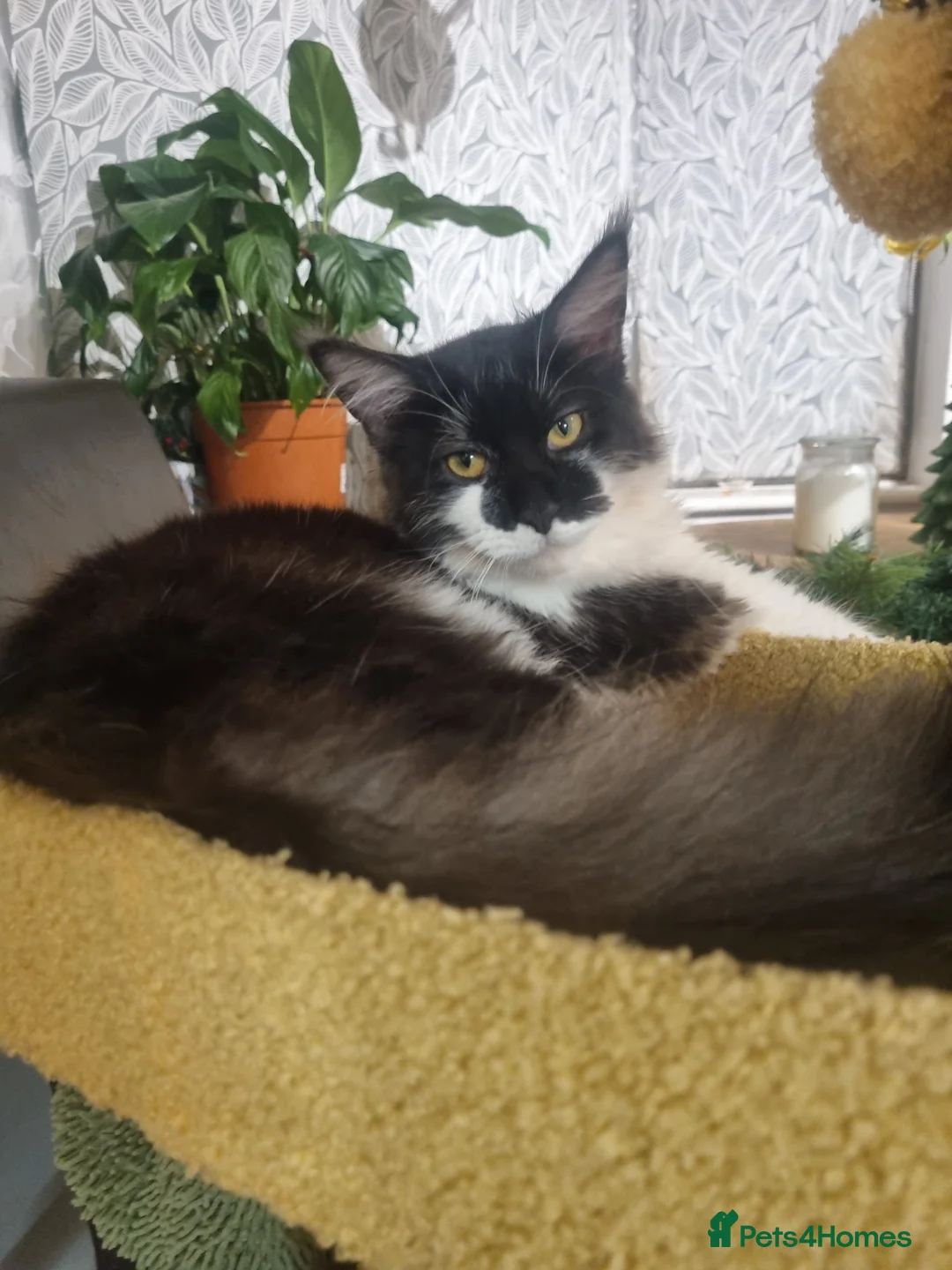 Maine Coon cats for sale: Female Maine coon  - Advert 9